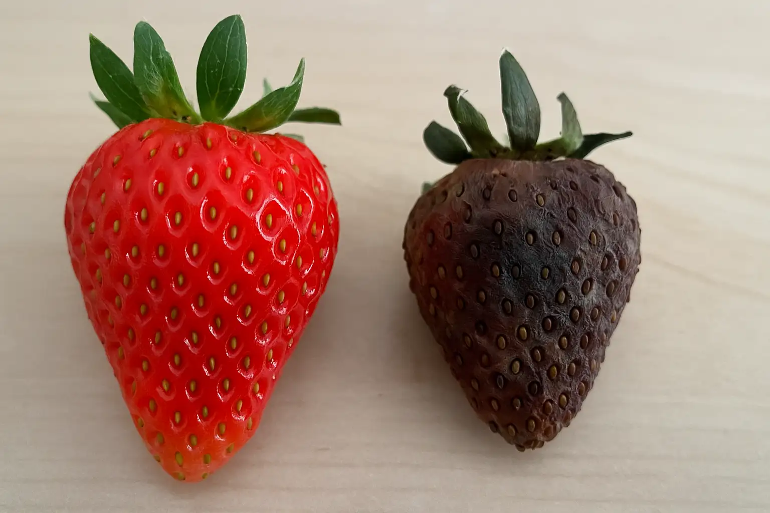Comparison of fresh and bad strawberries showing color differences